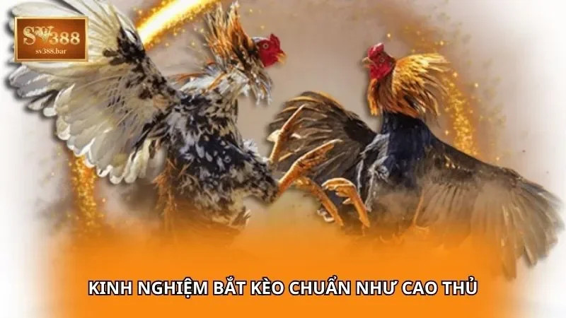 Kinh nghiệm bắt kèo chuẩn như cao thủ