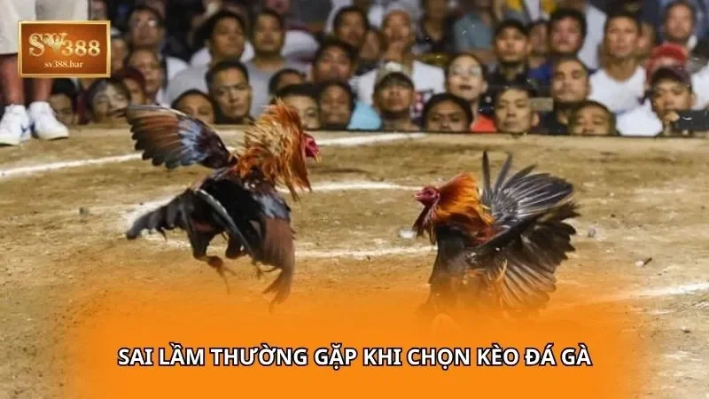 Sai lầm thường gặp khi chọn kèo đá gà